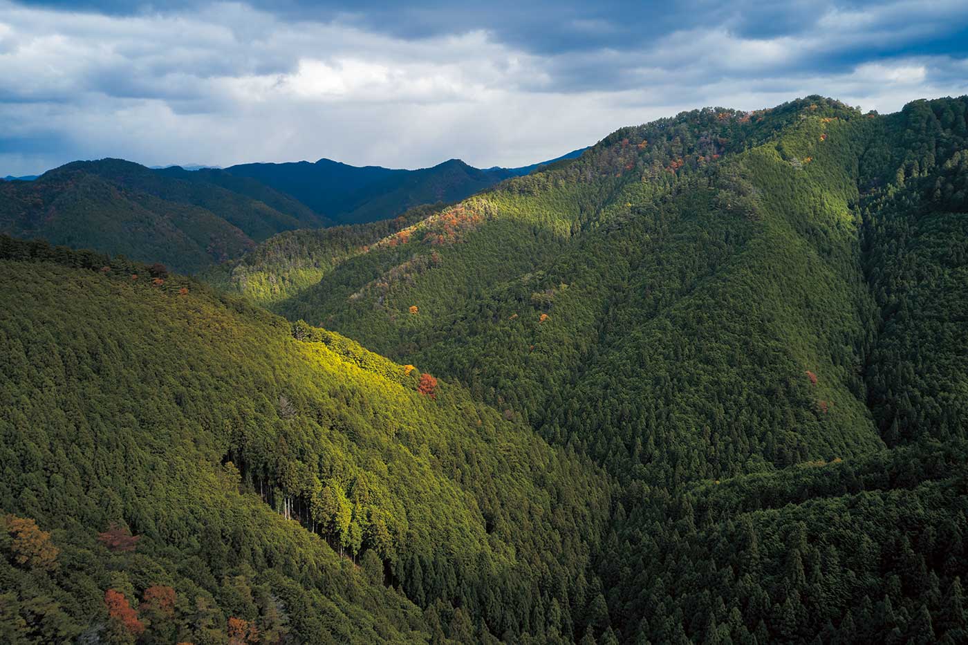 【特集 やっぱり自然素材の家】「250年の時を刻む 吉野の森が育てる木材」